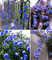 Blumensamen Himmel blau Blumengarten Kletterrose 20PCS Pflanze stark fördern, beleuchteten Garten Bonsai Töpfe