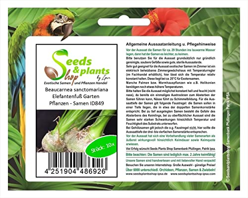 Stk - 10x Beaucarnea sanctomariana Elefantenfuß Garten Pflanzen - Samen ID849 - Seeds & Plants Shop by Ipsa