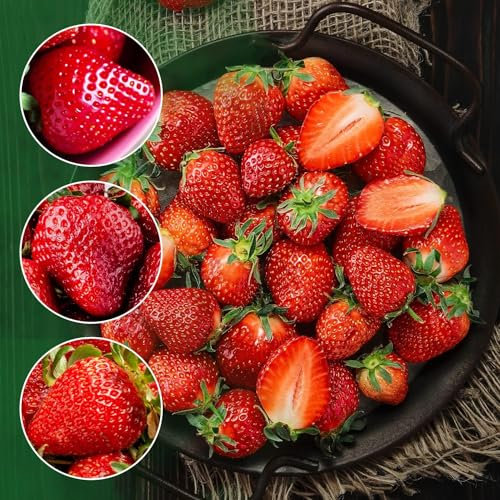 Eerdbeeren Kollektion (50 frigo A+ Pflanzen), Mix von 5 Sorten, gekühlte Erdbeerpflanzen aus Holland, Winterhart und Mehrjährig, selbstfruchtend Fragaria x ananassa Stauden (kein Samen)