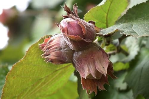 Pianta di Nocciolo - Nocchione in vaso o fitocella