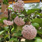 Nuevas 100 semillas frescas de flores de Hoya kerrii de color rosa
