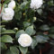 Kamelie 'Weiss' - Camellia japonica 'Weiss' - 50-60 cm Topf