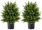RELAX4LIFE Künstliche Pflanze Zeder 2 STK., Künstliche Zypresse 54cm, Kunstbaum mit Topf, Dekobaum für Indoor & Outdoor, Künstliche Topfpflanze für Zuhause Garten Veranda Büro