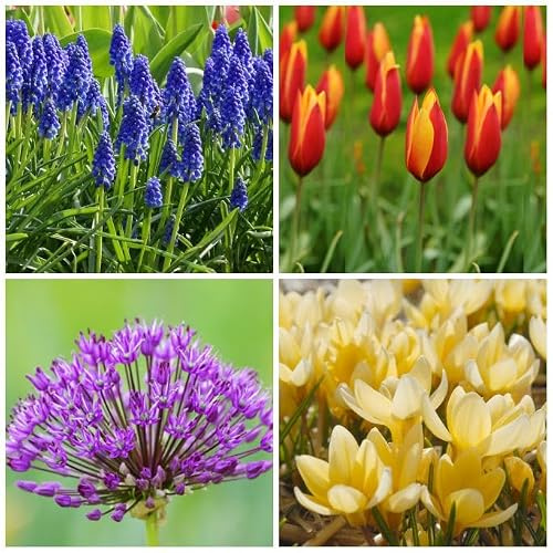 Natural Bulbs – Bienenbeutel 40 St 40 ST - BIO - Blumenzwiebeln winterhart mehrjährig aus Holland – Perfekt für Bienen - Blumenzwiebeln Mix - Frühblüher Frühlingsblumen