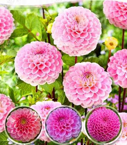 Bulbi di dalia: dai colori vivaci, adatti per aiuole e fiori recisi, migliori nelle zone soleggiate-2bulbi-A