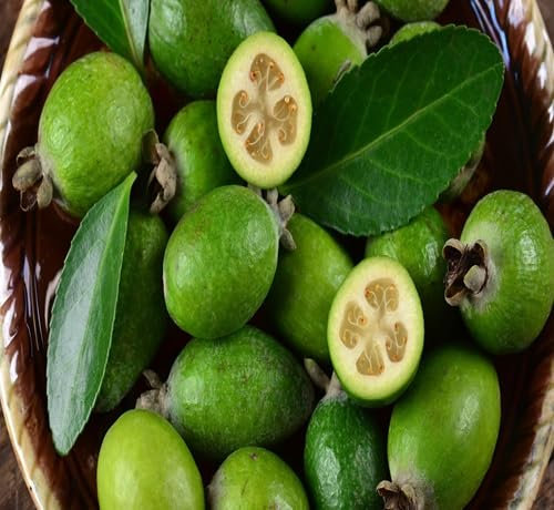 70 semi di frutta Feijoa