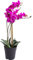 künstliche Orchidee Bora (Orchideen Pflanze/Phalaenopsis) im schwarzen Kunststofftopf mit Rispen, Blättern und Luftwurzeln real touch (fuchsia, ca. 60 cm / 3 Rispen)
