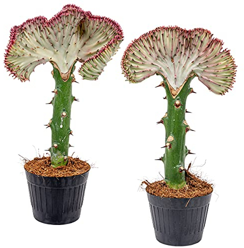 Euphorbia Lactea 'Crista' | Cactus 2 piezas – Maceta para plantas de interior y vivero, 11 cm – 30 cm