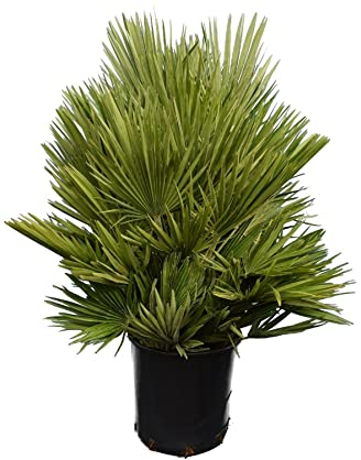 PflanzenFuchs® - Zwergpalme - Chamaerops humilis Vulcano - Gesamthöhe 100-120 cm - Topf Ø 30 cm [8145]