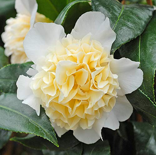 Hardy Shrub, Camellia ‘Brushfield’s Yellow’ Evergreen Flowering Patio 2 x 9cm Pot by Thompson & Morgan (2)