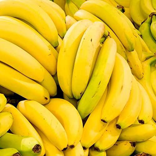 Haloppe 100 piezas de semillas de plátano para plantar en el jardín del hogar, semillas de plátano para jardín al aire libre deliciosa planta de árbol de fruta comestible dulce Semillas de plát