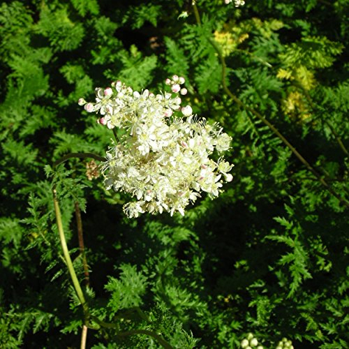 Blumixx Stauden Filipendula vulgaris - Kleines Mädesüß weiß