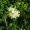 Blumixx Stauden Filipendula vulgaris - Kleines Mädesüß weiß