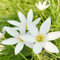 Fstening 4 Pezzi Perenne Bianco Bello Zephyranthes Bulbi Giglio Della Pioggia Adatto Per La Decorazione Del Giardino Di Casa Piantagione Per Interni All'aperto Coltivata