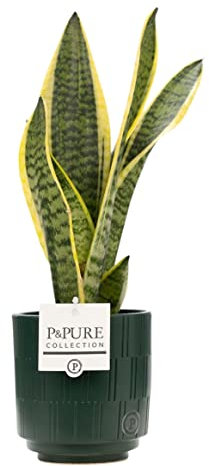 Mother-in-Law’s Tongue (Sansevieria) with Pot – Real Indoor Plant for Home & Office – Air-Purifying & Low Maintenance