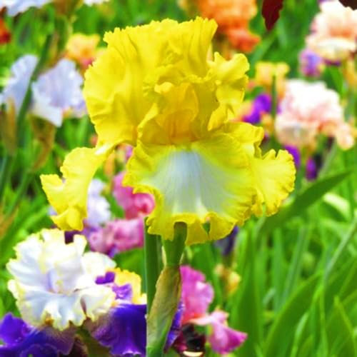 Bulbo Dell'Iride-Iris Bulbi,Iris Bulbi Rifiorente,Bulbi Iris,Iris Bulbi Misti,Bulbi Di Iris,Bulbi Da Fiore Iris,Pianta Perenne-4Bulbi-a