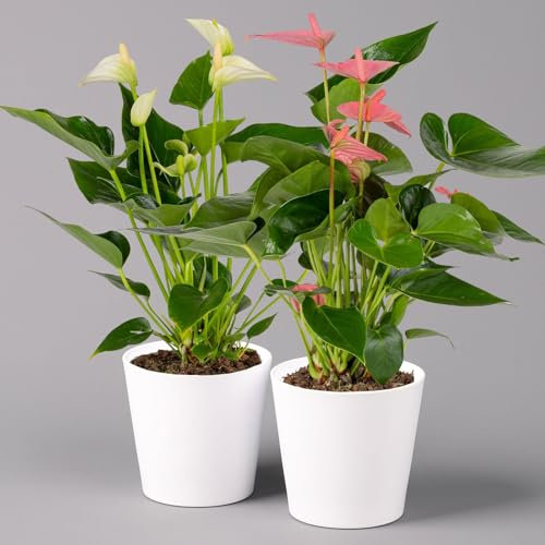 Flamingoblumen Mix inkl. Übertopf Dallas weiß, 2er-Set, Topf-Ø 12 cm, Höhe 30 cm