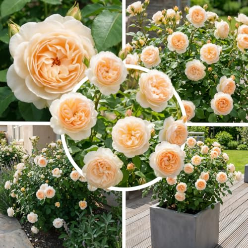 FLORIUM Cremefarbene Rose – 1 Pflanze, Winterhart, Mehrjährig, Duftend | 1 wurzelnackte Rosenpflanze, Cremefarbene, winterhart, mehrjährig, duftend, aus Holland, für Garten und Topf