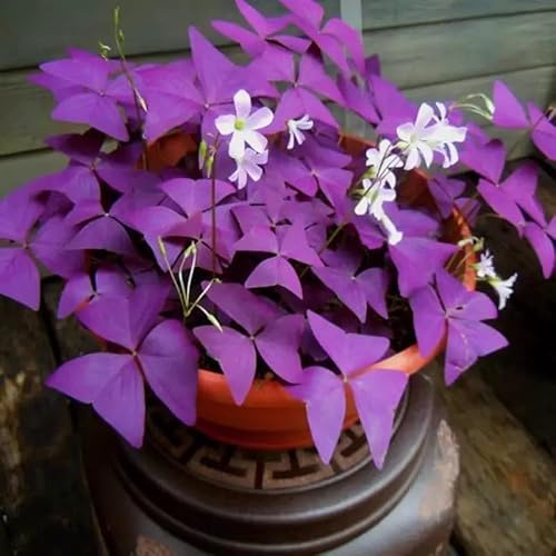 25 piezas de Oxalis, tréboles púrpura, de bajo mantenimiento, adecuados para el cultivo en interiores, exteriores, jardines y macetas