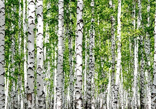 wandmotiv24 Fototapete Birkenwald Nahansicht Dicht, XXL 400 x 280 cm - 8 Teile, Wanddeko, Wandbild, Wandtapete, Birken Bäume Wald Blätter M5835