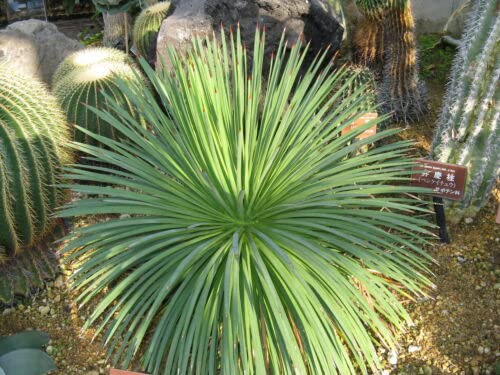 8 graines d 'AGAVE HERISSON (Agave Stricta) G902 HEDGEHOG AGAVE SEEDS SAMEN SEMI