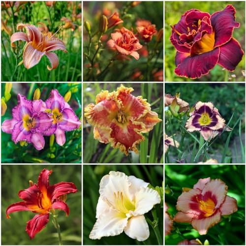 550 piezas Semillas perennes de plantas de azucena - Semillas de de flores silvestres perennes, Hemerocallis fulva, Semillas de jardín, Plantas en macetas, Plantas de jardín,