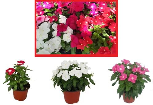 Vinca o Laurel de flor - Pack 3 Plantas -Vincapervinca de Madagascar -Vinca del Cabo -Planta Ornamental- Planta Natural - Flores de Jardin 12cm ø - SP 16