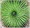 (20) Agave stricta Seeds - Igel Agave, Rabo de léon