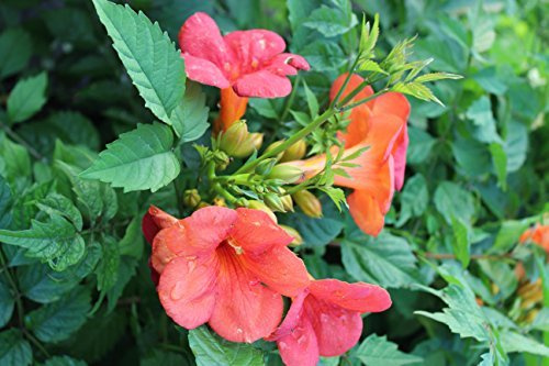 Große Kletter-Trompetenblume Campsis tagliabuana 'Madame Galen' Topf gewachsen mit schönen Blüten (60-100cm)