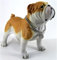 CNFCollection Entzückende stehende englische Bulldogge Welpe Gartenstatue, niedliche dekorative Harzfigur für Hinterhof, Veranda, Rasen, Terrasse für Hundeliebhaber, GD1792-A