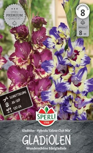 Sperli Gladiole Color Club Mix 262032 - Exklusive Gladiolenmischung für auffällige Blumenwiese - ideal als Schnittblume - Gladiolenknollen, Blumenzwiebeln