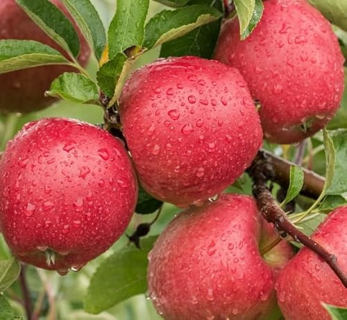 Apfelbaum `Braeburn´ Niedrigstamm (kleinbleibend), ca. 120-140cm im 10L-Topf