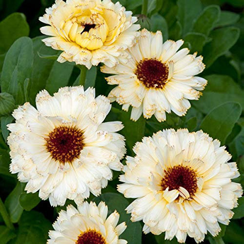 Portal Cool Calendula - Snow Princess - 100 semi