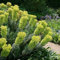 6 x Mediterrane Wolfsmilch - Euphorbia Characias 'Wulfenii' Topf 9x9cm: Blaugrünes Laub, gelbe Blüten, mediterranes Flair, trockenheitsverträglich.