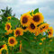 20 PC-heißen Verkauf verbringen Sonnenblumensamen Bio Helianthus annuus Samen essbaren Samen für Gartenzierblumen Mini Bonsai 3 : Seeds Only