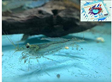 Topbilliger Tiere Amano Garnele Caridina multidentata 2-4 cm 20x