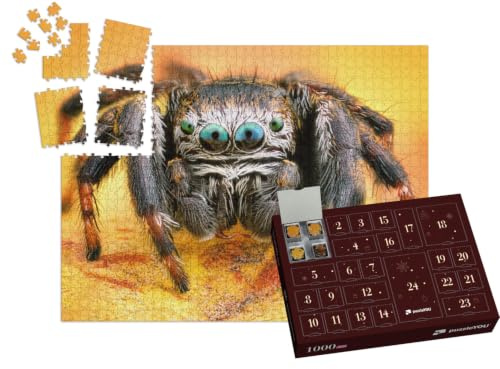 puzzleYOU: Puzzle-Adventskalender | „Makrofotografie: Polnische Springspinne“ – aus der Puzzle-Kollektion Spinnen, Insekten & Kleintiere