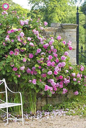Viola Rosa: Semi-Fresca 50 Stück mit doppeltem Blütenblatt aus englischer Rose für den Duft von Viola Rosa