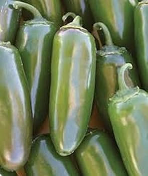 JALAPENO VERDE GIGANTE, 25 semi peperoncino