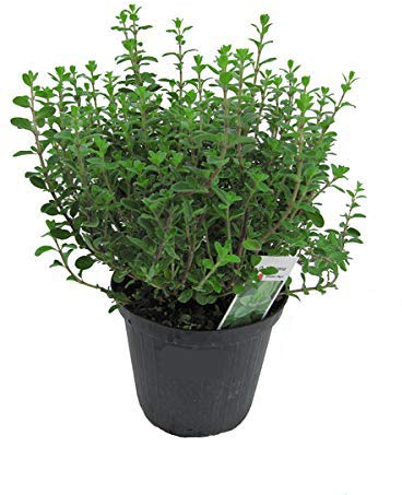 Orégano italiano en maceta de 15 cm – Origanum vulgare, planta fresca orégano.