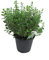 Orégano italiano en maceta de 15 cm – Origanum vulgare, planta fresca orégano.