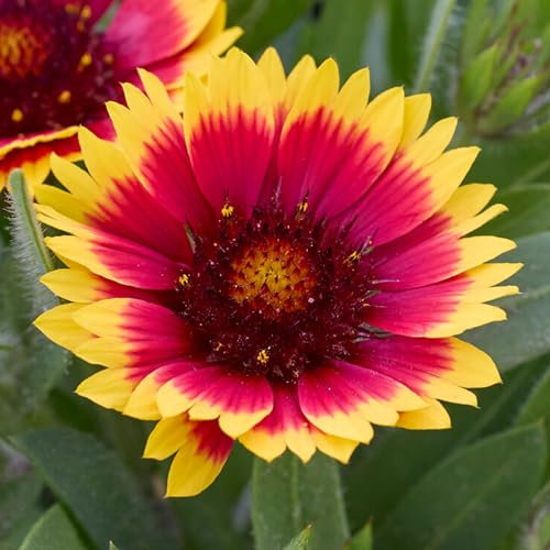 Gaillardia Guapa Flamenco Bicolour - Vibrant Flowering Perennial - Hardy Outdoor Plant for Gardens and Patios - Attracts Pollinators with Stunning Red and Yellow Blooms in Pot (9cm Pot, 10-20cm)