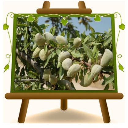 EURO PLANTS VIVAI Mandelbaum Tuono – Alte Obstpflanze im Topf Ø 26 cm – Höhe 170-180 cm – Alter 4 Jahre – Italienische Baumschule