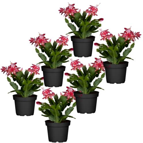 Cactus de la Navidad de Color Rojo | Pack de 6 Plantas | DECOALIVE | Plantas de Navidad Naturales