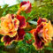 WüStenrose Pflanze Knolle,Desert rose plant,Winterhart,seltene pflanze,wüStenrose pflanze Winterhart mehrjäHrig,wüstenrose zimmerpflanze,adenium pflanze,wüstenrose bonsai.-1zwiebeln-G