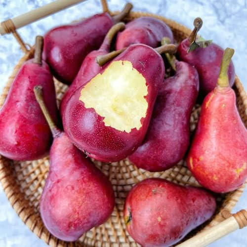 60 piezas comprar semillas de peral, fruta columnar, invernadero interior Peral - Pyrus communis - plantas de jardín, semillas de camas elevadas semillas de frutas, plantas en macetas
