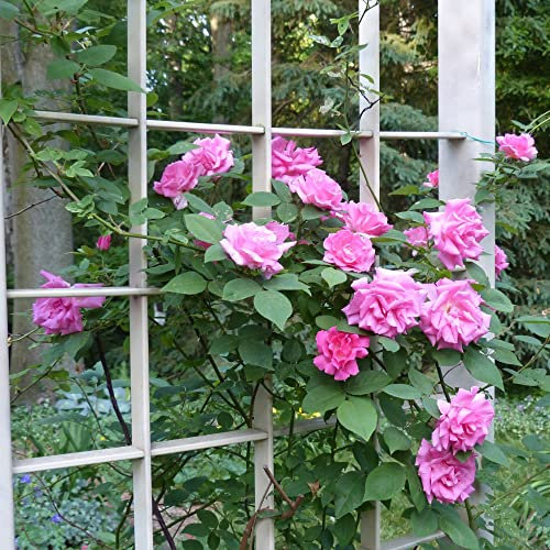 Bourbon Rose Plant 'Zéphirine Drouhin' Rosa Hardy Shrub Fragrant Double Pink Blooms Thornless Easy to Grow Your for Pergola Wall Fence 3-Litre Potted Plants by Thompson and Morgan