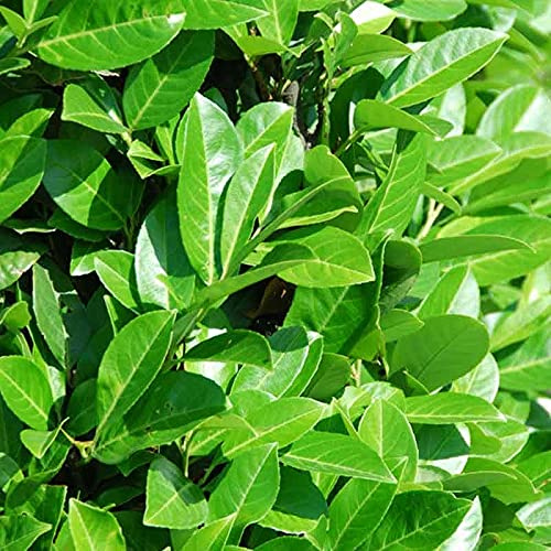 Gartenpflanzen - Gehölze - Heckenpflanzen - Set aus 10 - Kirschlorbeer