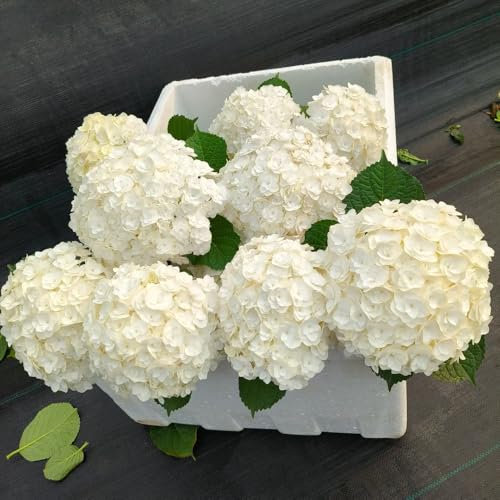 20 piezas semillas de hortensia hortensia bola de nieve resistente, semillas de bonsái semillas de flores silvestres perenne resistente macetas para flores de balcón Plantas resistentes