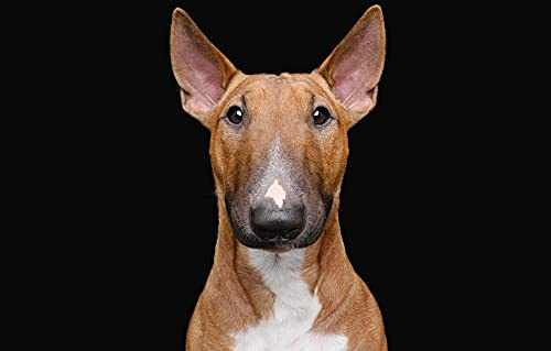 Puzzle 1000 Teile Bullterrier für Hunde 70x50CM